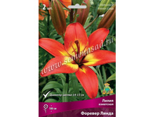 2020 ������� ����� ����� ���������