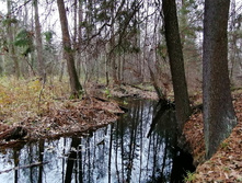 IMG 20201101 092716.jpg