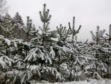 IMG 20201129 111748.jpg