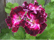 15 ����������� ���������� Marchioness of Bute