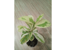 Brunfelsia latifolia variegated: