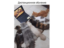 ������������� �������� ...