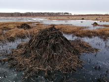 IMG 20201122 114912.jpg