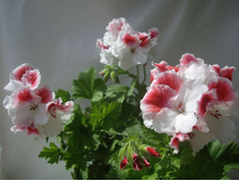 13 ���������� 'First Blush'