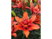 2021 ������ ����� ��������� ��������