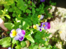 IMG 20200621 111537.jpg