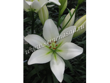 2021 ���� ����� ��-������