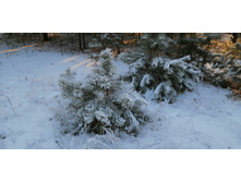 IMG 20201213 132748.jpg