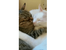 IMG 20201220 101323.gif