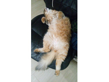 ����� ��� ...