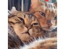 IMG 20201220 100918.gif