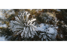 IMG 20201212 132038.jpg