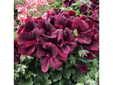 ���������� ����������� pac Aristo Schoko