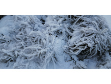 IMG 20201212 123429.jpg