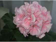 ���������� Salmon Princess