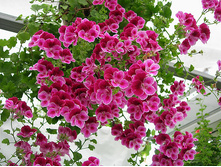 ���������� Angel Angeleyes Burgundy