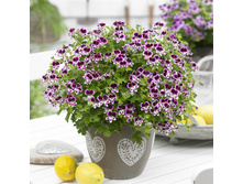 ���������� Angel Mosquitaway Eva