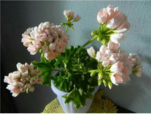 ���������� �������������� Emma