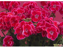���������� ��������� Toscana Castello Rose Eye (Tammo)