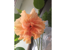 ��������� ��������