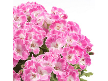 ���������� Bermuda® Rose