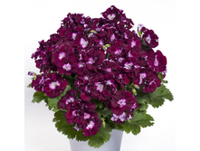 ���������� Bermuda® Merlot