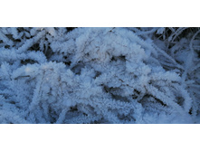 IMG 20201213 110738.jpg