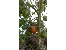 ����� ��� ��� ���� (Berkeley Tie Dye Heart)