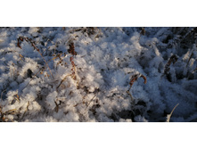 IMG 20201213 105215.jpg