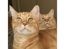 ����� ������� ...