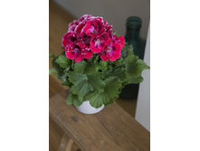 ���������� ����������� Elegance Red Velvet