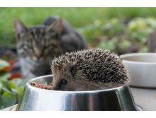 ... ��� �������� ���� �� ���� ...