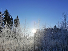 IMG 20201206 112419.jpg