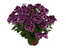 ���������� Angel Mosquitaway Megan