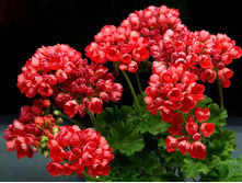 ���������� �������������� Red Pandora