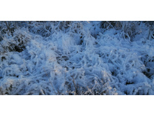 IMG 20201213 105513.jpg