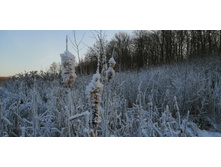 IMG 20201212 123504.jpg