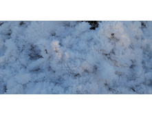 IMG 20201213 110315.jpg