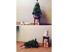 ������������ ���� vs ���� ����������