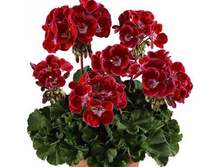 ���������� ��������� Toscana Dolce Vita Red Eye