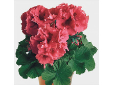 ���������� Mikado