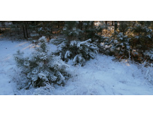 IMG 20201213 132634.jpg