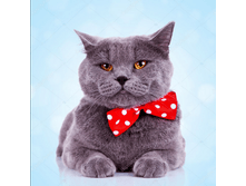 ��� ���������� � ������� � ������� ������