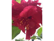 ������� ��������