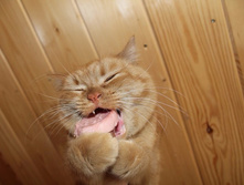 ��� ���, �������!