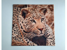 ������������ ��������� �� �������� �������