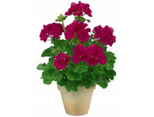 ���������� ��������� Toscana Trend Neon Blue