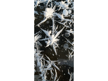 IMG 20201213 100209.jpg