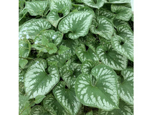 �������� ����