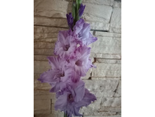 ������ ����